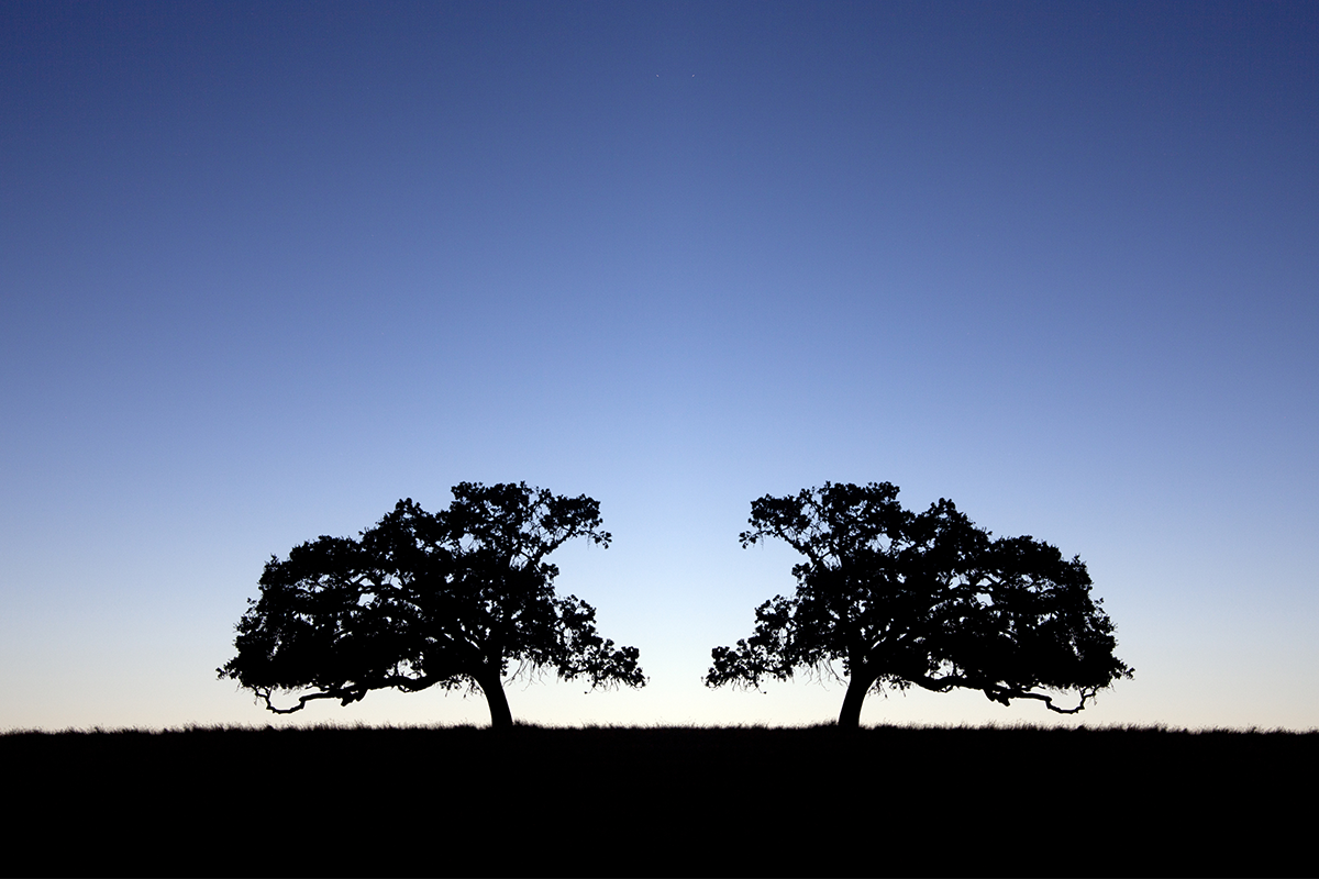 Imagem de duas árvores, uma em frente da outra, em posição de igualdade.