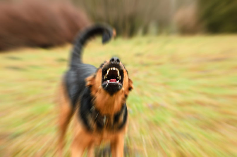 Imagem de um cão feroz, mostrando os dentes.