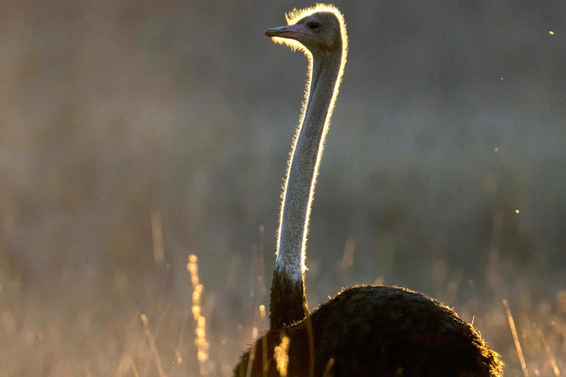 foto de um avestruz de perfil