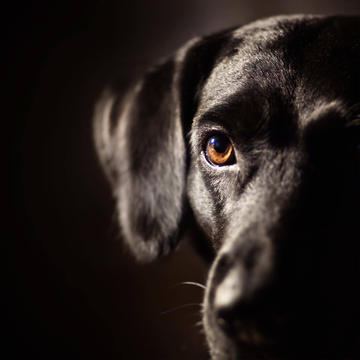 cachorro2 - 1.jpg