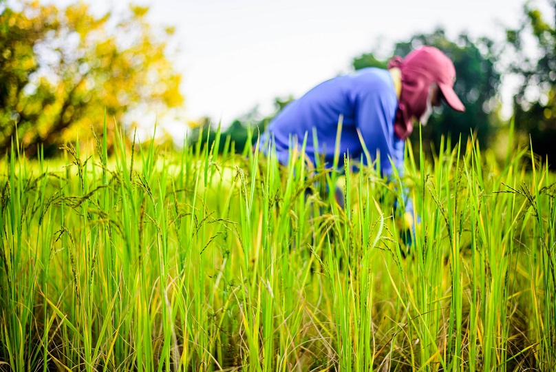 Foto ilustrativa mostra em primeiro plano uma lavoura de arroz e ao fundo, em imagem desfocada um trabalhador. Ele usa uma camiseta azul de mangas compridas e um boné vermelho encobrindo o rosto.