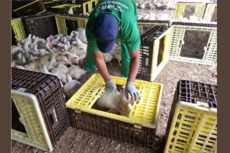 Homem coloca frangos em caixas de plástico. Ele usa uniforme verde e boné azul.