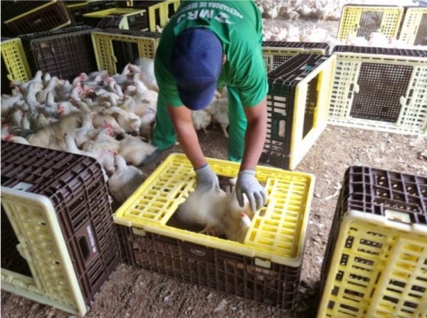Homem coloca frangos em caixas de plástico. Ele usa uniforme verde e boné azul.