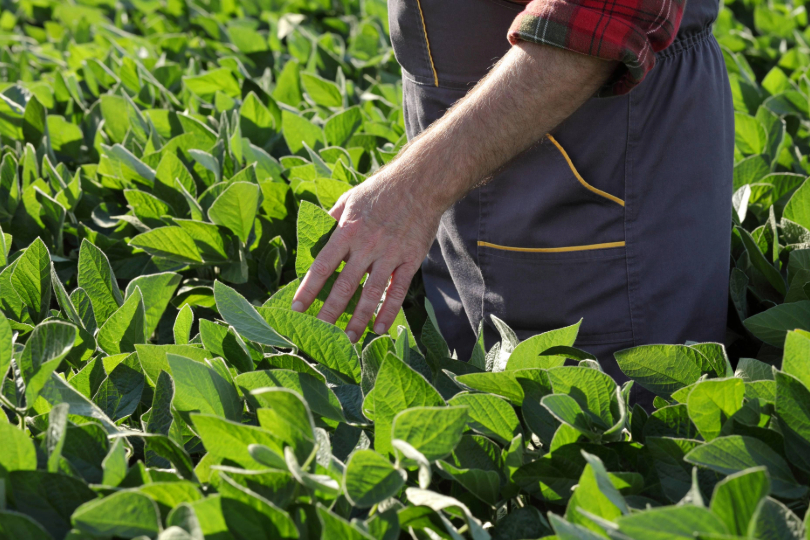 Homem em meio à lavoura de soja. Ele usa calça azul e camiseta vermelha. Não há imagem do rosto.