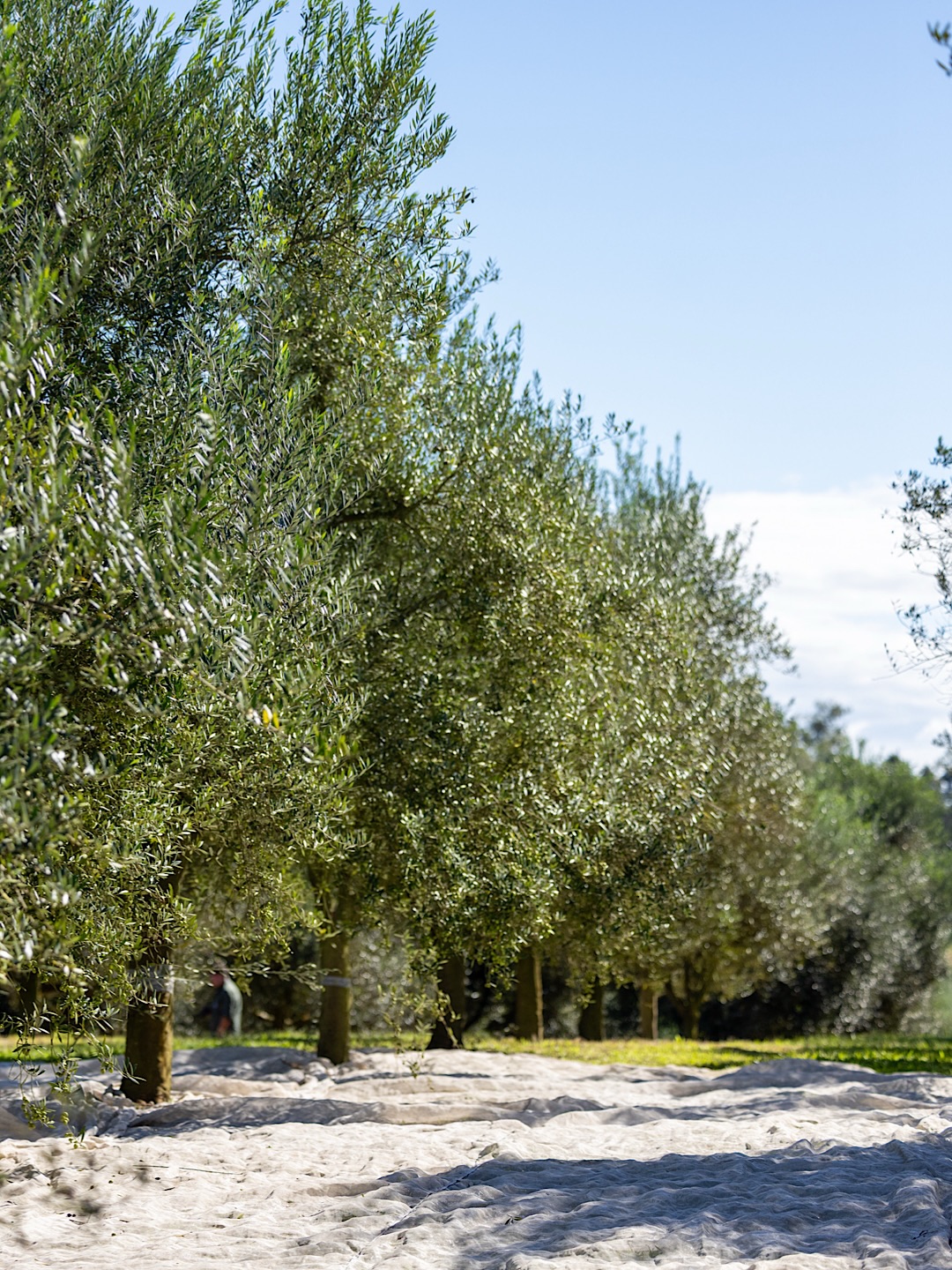 Foto de inúmeras árvores oliveiras em sequência.