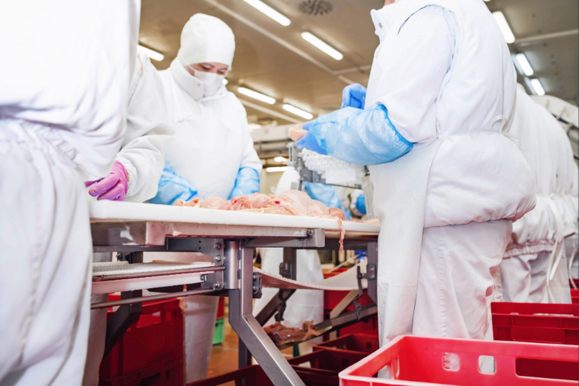 Trabalhadores em volta de esteira em linha de produção de frigorífico. Eles usam uniformes e toucas brancas. Sobre a esteira há cortes de frango.