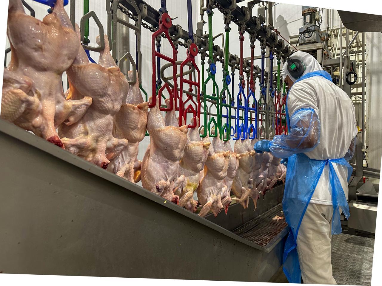 A foto mostra um trabalhador da indústria, com roupas de trabalho brancas, em frente a uma linha de produção, com frangos depenados e pendurados em linha.