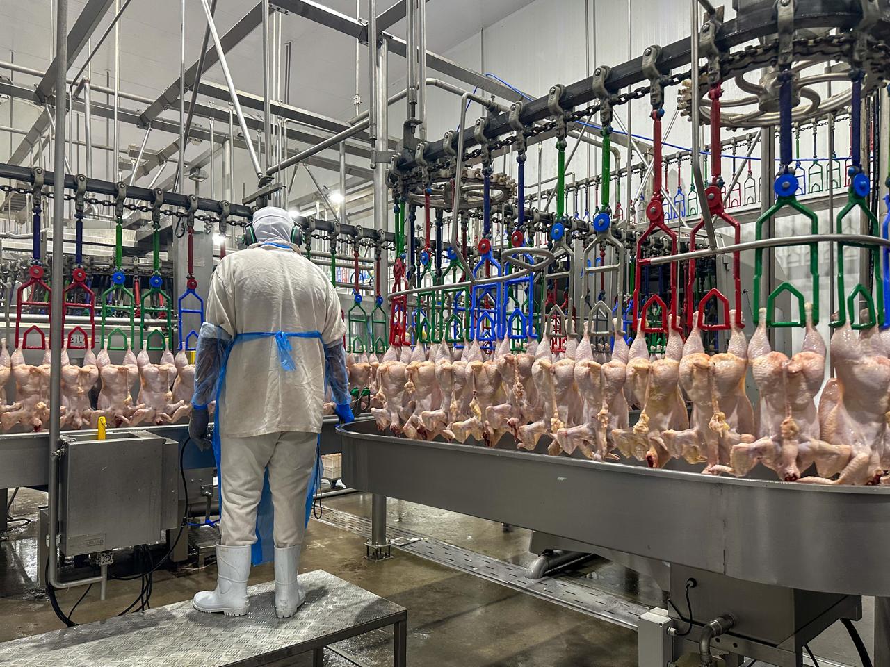 A foto mostra um trabalhador da indústria em frente a uma linha de produção com vários frangos depenados pendurados.