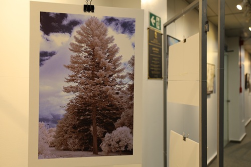 Imagem da exposição. Em primeiro plano, está a imagem de uma árvore alta com folhagens toda em branco e o céu atrás dela azul arroxeado.