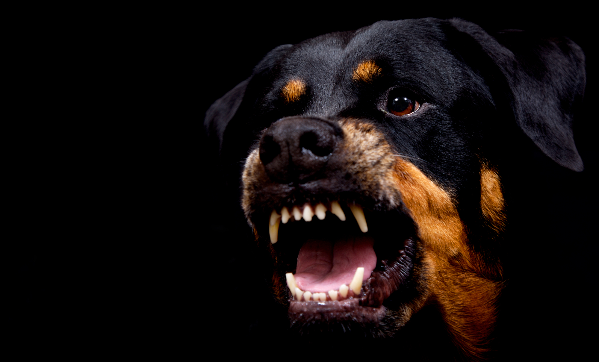 Foto da cabeça de um cão da raça rottweiler de perfil. Ele está com a boca aberta em posição de ataque.