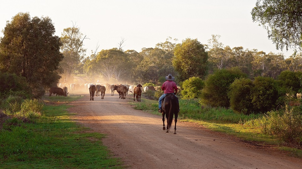 Homem a cavalo em área rural. Ele está de costas e à sua frente há bovinos caminhando.