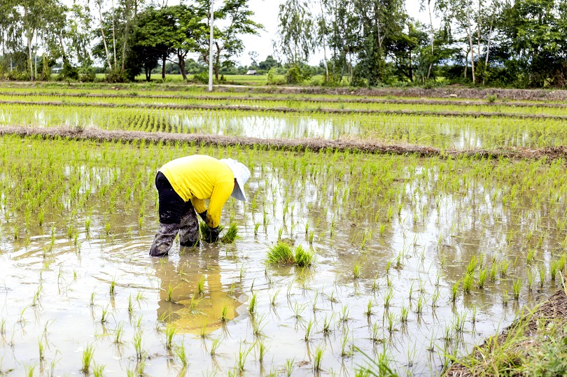 A imagem mostra uma pessoa plantando mudas de arroz em um campo alagado.